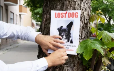 Animal Perdu : Les Étapes à Suivre + Communication Animale