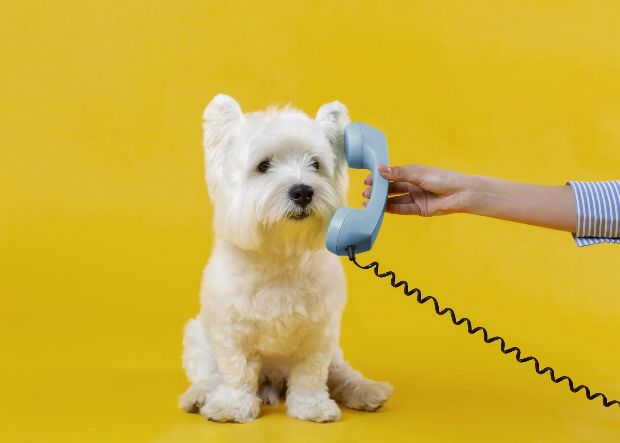 chien-communication-animale chien perdu qui communique par téléphone
